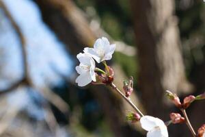 Fresh Spring flowers in a light. Spring flowers of an apricot tree on the branches. Beautiful orchard. Shallow depth of field. Bright white flowers isolated on forest background on a sunny day photo