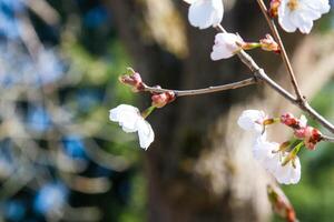 Cute Spring flowers in a light. Spring flowers of an apricot tree on the branches. Beautiful orchard. Shallow depth of field. Bright white flowers isolated on forest background on a sunny day photo