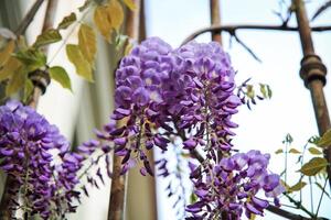 Purple wisteria flowers bloom on a sunny spring day. photo