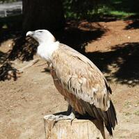 A griffon vulture stands on a tree stump in its natural habitat. photo