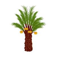 Date Palm Tree Illustration vector