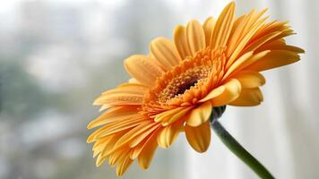 Vibrant Orange Gerbera Daisy Close-Up by Window for Home Decor and Nature Lovers Seeking Beautiful Floral Photography to Enhance Their Living Spaces with Warmth and Elegance photo