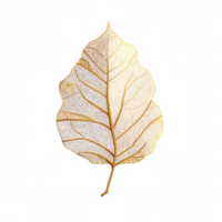 detailed golden leaf with intricate patterns, symbolizing nature beauty and elegance. This artistic representation captures essence of flora, evoking sense of tranquility and harmony png