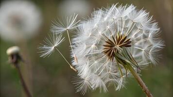 Dandelion Fluff Close-Up in Soft Light for Nature Lovers and Botanical Enthusiasts Exploring the Delicate Beauty of Wildflowers in Their Natural Habitat dandelion photo