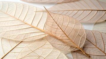 Delicate leaf patterns beautifully arranged on white background for nature enthusiasts and designers seeking unique botanical textures green photo