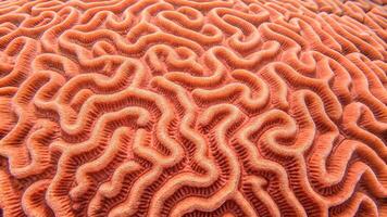 Brain Coral Vibrant Texture Underwater Scene for Nature Enthusiasts and Marine Life Lovers Discover the Intricate Patterns of Oceans Hidden Gems in High-Quality Imagery Perfect for Educational and photo