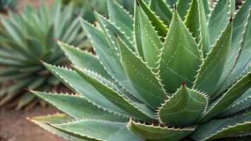Succulent plant with sharp spines in desert garden for nature enthusiasts and landscape designers seeking unique botanical photography succulent photo