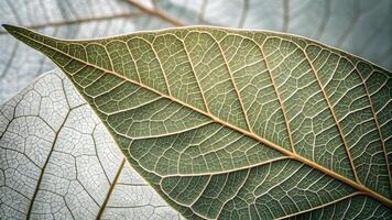Detailed leaf veins nature background for designers and photographers exploring botanical textures and patterns in high resolution imagery for creative projects background photo