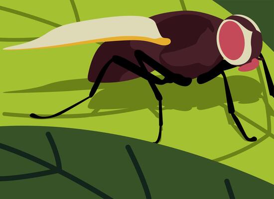 Insect Flies In Leave Illustration