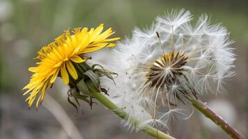Dandelion Flower and Seed Head Close-Up in Nature for Botanical Enthusiasts and Gardeners Seeking High-Quality Floral Photography for Websites and Publications flower photo