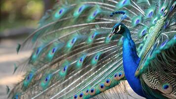 Peacock with stunning blue feathers in a natural setting for nature enthusiasts and photographers bird photo