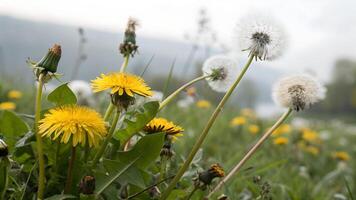 Dandelion flowers in full bloom captured in a serene meadow setting, perfect for nature enthusiasts and photographers seeking high-quality floral images for their projects. plant photo