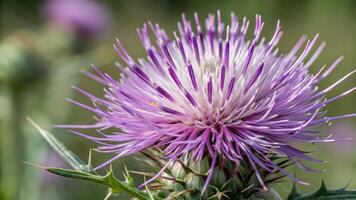 Purple Thistle Flower Vibrant Close-Up in Natural Garden for Nature Enthusiasts and Botanical Researchers Discovering the Beauty of Wildflowers in Their Habitat flower photo