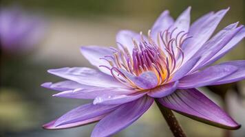 Purple lotus flower in serene pond for nature enthusiasts and photographers seeking tranquil botanical imagery to enhance their content with vibrant, calming visuals perfect for relaxation and photo