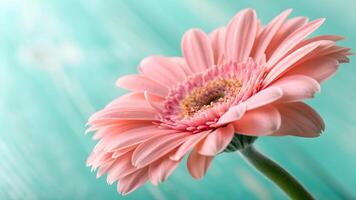 Pink Gerbera Daisy Close-Up on Soft Blue Background for Nature Lovers and Floral Designers Seeking High-Quality Images for Websites, Blogs, and Social Media Content photo