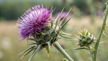 Purple Thistle Flower Vibrant Close-Up in Natural Habitat for Nature Enthusiasts and Botanical Researchers blossom photo