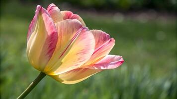 Beautiful tulip flower in soft focus garden for nature lovers and photographers. This image captures the delicate beauty of a tulip with its vibrant colors and intricate patterns, perfect for those photo