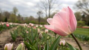 Pink tulip in full bloom captured in a serene garden setting for nature enthusiasts and photographers. This image showcases the delicate beauty of spring flowers, perfect for those seeking photo