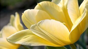 Elegant Yellow Tulip Close-Up in Soft Light for Nature Lovers and Floral Designers Seeking High-Quality Images for Websites, Blogs, and Social Media Content background photo