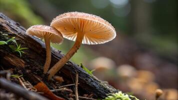 Mushroom cluster in forest close-up for nature enthusiasts and photographers exploring woodland ecosystems with detailed gills and vibrant colors mushroom photo