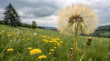 Dandelion in full bloom captured in a serene meadow under cloudy skies, perfect for nature enthusiasts and photographers seeking tranquil outdoor photo