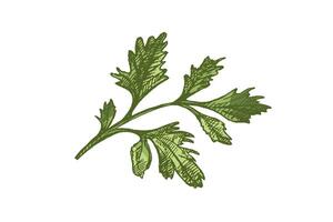 Vintage botanical sketch of parsley herb, hand drawn in engraving style, colored and isolated vector