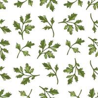 Seamless vintage pattern of parsley leaves in hand drawn style with colored sketch details vector