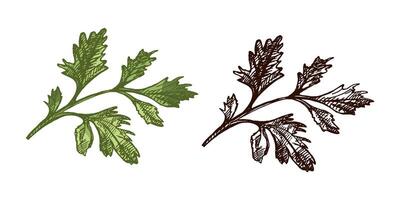 Colored and black hand drawn vintage sketch of parsley branch in engraving style, isolated design vector