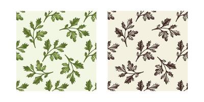 Herbal parsley seamless patterns set in vintage sketch style, with black and colored drawings vector