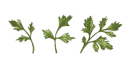Hand drawn colored vintage sketch of three parsley herb branches in engraving style, isolated illustration vector