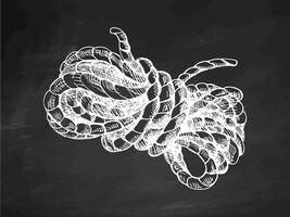 Hand drawn vintage sketch of coiled rope knot in white chalk style on chalkboard background vector