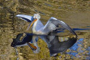 A solitary pelican gracefully stands in the calm water, reflecting in it photo