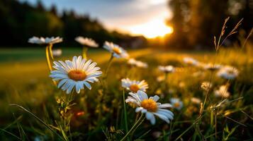 Daisies growing in a field with warm sunlight during sunset in a serene natural environment photo