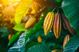 Low-angle shot of cacao pods in yellow and brown hues hanging on a tree branch, surrounded by vibrant green leaves and illuminated by warm sunlight in a tropical setting photo