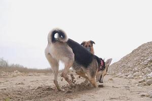 dog digging a hole in sand, motion photo