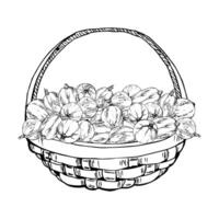 Gooseberry Currant in weaved basket, hand drawn in ink, heap of ripe picked garden berry harvest, casseille jostaberry. Isolated illustration. Restaurant menu, cookbook, farmers market grocery vector