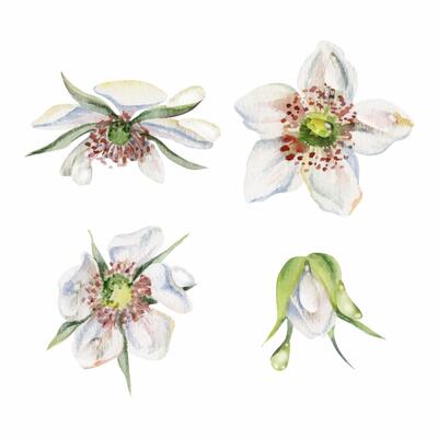 Early spring flower buds in water dew drops, cherry sakura apple blossom, hand drawn in watercolor, tree bush berry plant. Single object isolated illustration set. Wedding florist shop, scrapbooking.