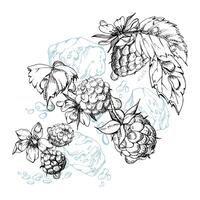 Raspberry ripe garden berries flying in water splash leaves flowers, ice cubes, dew drops, fresh dewberry cloudberry mulberry loganberry. Isolated illustration hand drawn in ink. Drinks grocery vector