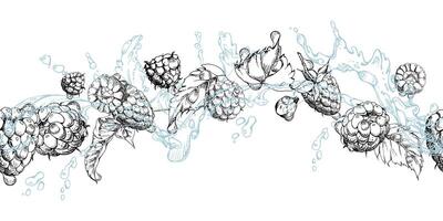 Raspberry flying in water splash with leaves and dew drops, ripe summer garden forest berry loganberry hand drawn in ink. Isolated seamless banner. Home preserves, stationery, menu, recipe book vector