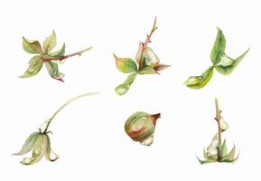 Raspberry fruit receptacle seed pod torus cluster petals leaves on stem in water dew drops, hand drawn in watercolor, forest dewberry mulberry cloudberry. Botanical isolated element illustration set vector