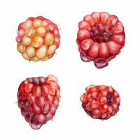 Raspberry ripe sloe fruit with water dew drops hand drawn in watercolor, garden berry mulberry loganberry cloudberry. Botanical isolated illustration. Home preserves cookbook, grocery store, closeup vector
