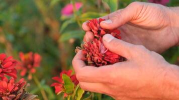 Clode up of man's hands picking flowers in the field video