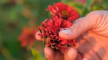 Man's hands picking flowers in the field video