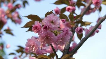 Cherry or sakura pink blossom clode up video