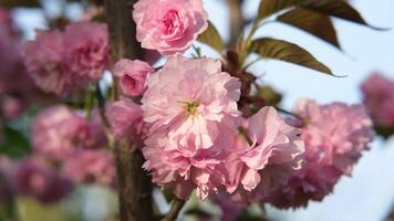 Cherry or sakura blossom clode up against blue sky video