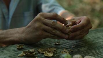 Close up of man's hands shelling walnuts on a farm video
