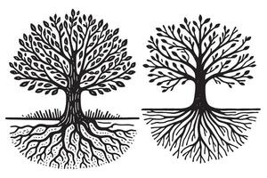 Botanical Tree with Roots vector