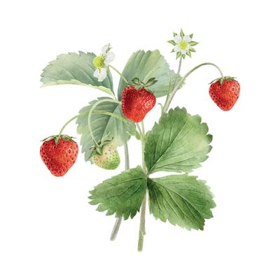 Garden Strawberry bush with fruits, leaves and flowers. Watercolor illustration of Red berries on stalk. Isolated hand drawn botanical summer print for package, cosmetic, card, farming, poster