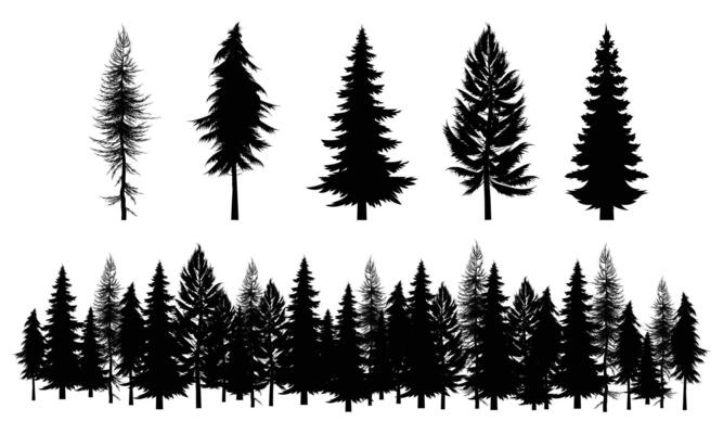 Silhouette of pine trees on white background
