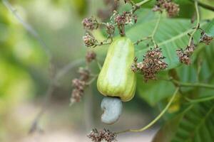 Cashew fruit in garden. Fresh and organic. Concept. Export agricultural production crops in Thailand and Asian countries. Summer fruit. Waiting to be harvested. photo